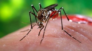 zika virus prevention